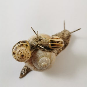 Snail, handmade, decoration, snail