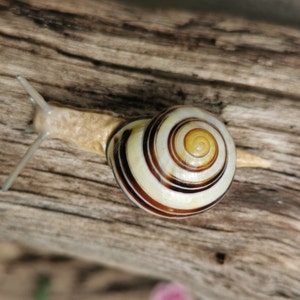snail, decoration, snail