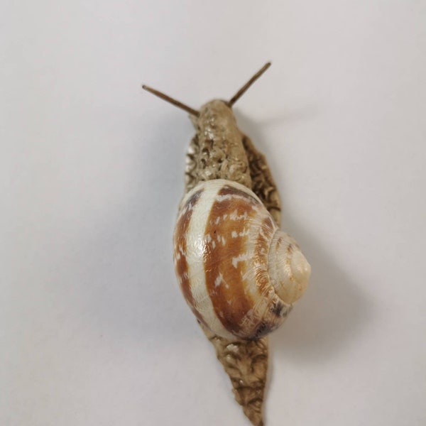 Schnecke, handgefertigt, Deko, Weinbergschnecke, Modelliermasse