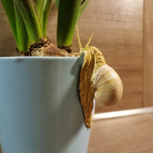Snail, handmade, decoration, snail
