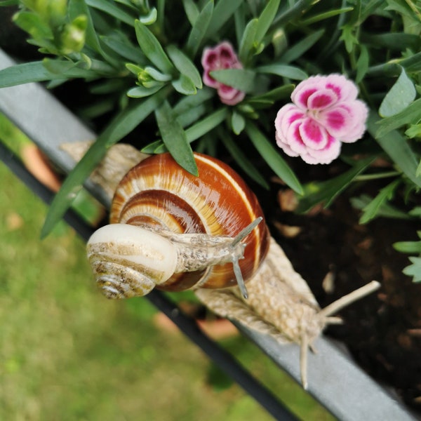 Schnecke, handgefertigt, Deko, Weinbergschnecke