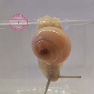 Snail, handmade, decoration, edible snail