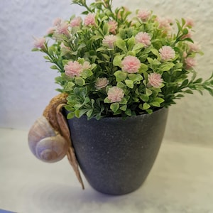 Snail, handmade, decoration, edible snail