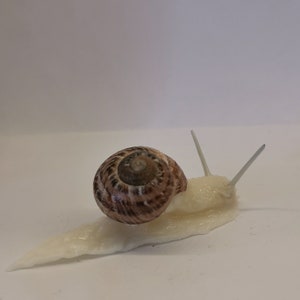 Snail, handmade, decoration, edible snail, modeling clay