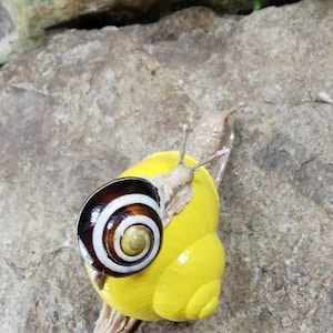 Snail, snail, decoration,