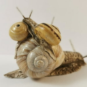 Snail, handmade, decoration, snail