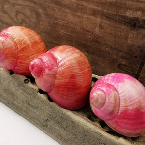 May include: Three pink and orange snail shells with a glossy finish. The shells are arranged in a row on a piece of weathered driftwood.