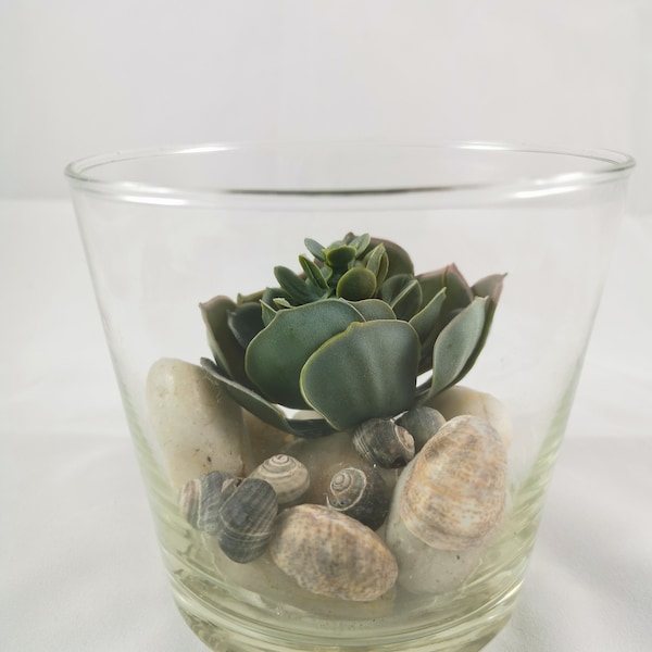 Succulente artificielle / cactus dans un pot en verre plante fleur plante artificielle