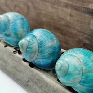 May include: Three blue snail shells with a white swirl pattern. The shells are arranged in a row on a wooden surface.