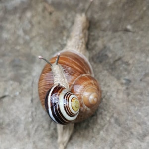 snail, snail shell