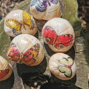 May include: Six seashells with different butterfly designs painted on them. The butterflies are in various colors, including red, yellow, blue, and green.