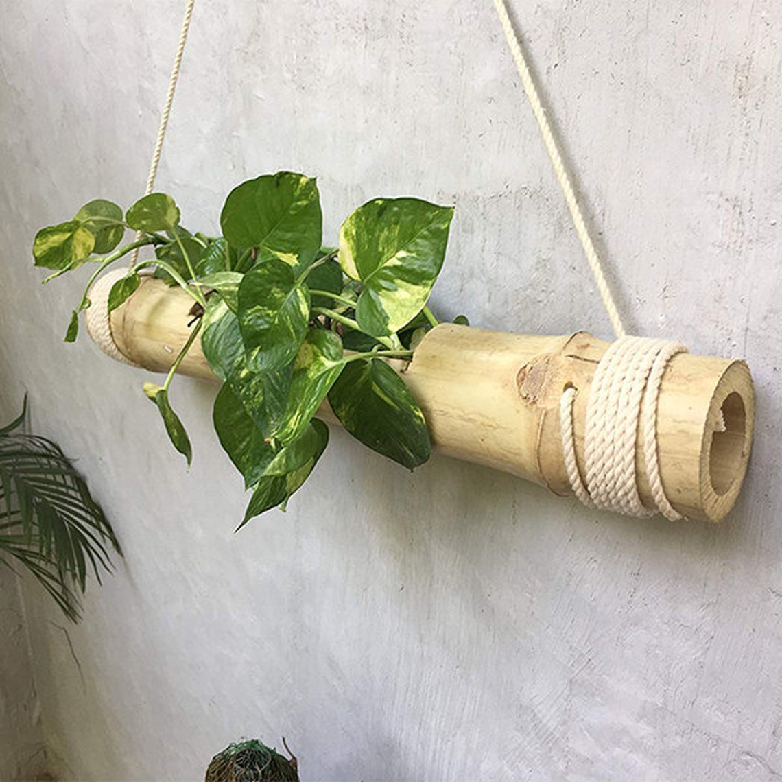 Bamboo Hanging Planter / bamboo pot / bamboo flower vase for Etsy