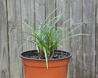 Bonsai Accent Plant- Miniature Mondo Grass in plastic nursery pot