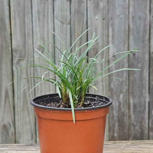 Bonsai Accent Plant- Miniature Mondo Grass in plastic nursery pot