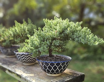 Juniperus Squamata Floriant, Variegated Dwarf Juniper, Pre-bonsai Collector  Plant 1 Gal Nursery Pot - Etsy