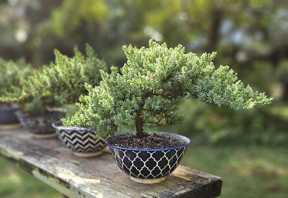 盆栽 Japanese bonsai Bonsai Japanese Juniper Bonsai Tree in a Blue and White Ceramic