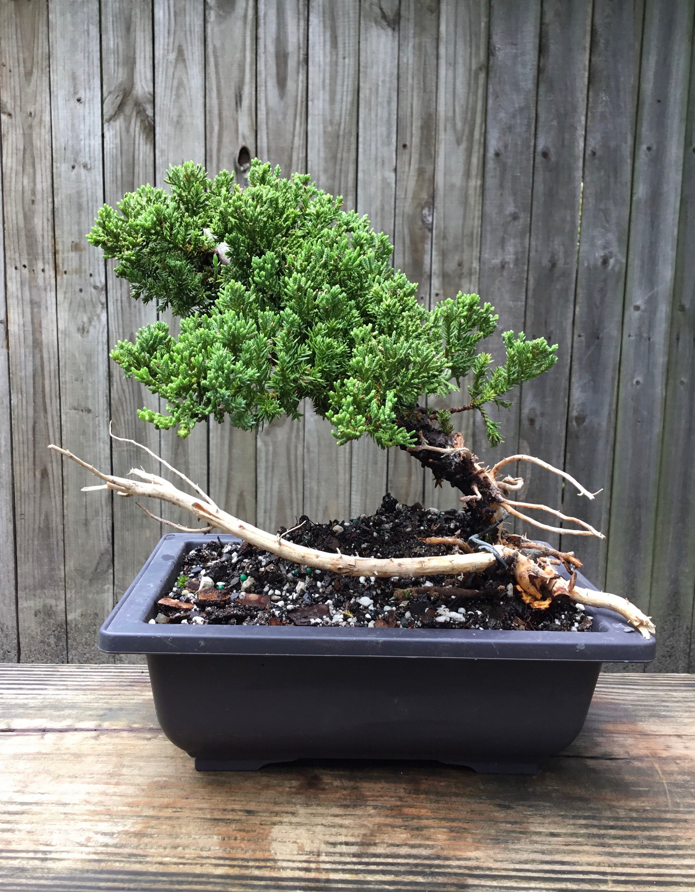 Juniper Bonsai Tree with jin and shari in a rectangle 9 inch Etsy