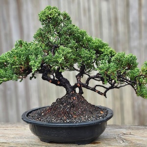 Bonsai Tree Old Procumbens nana /sonare juniper. 12 inch black  plastic pot.  Great gift. Can hold up to 21 days