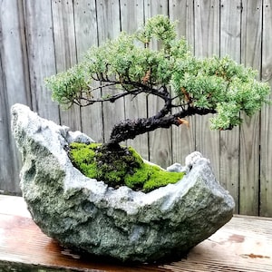 Bonsai Juniper Bonsai Tree in a Hand Carved Lava Rock Planter. Cool Twisted  Trunk.large Rock Planting. Luscious Moss - Etsy