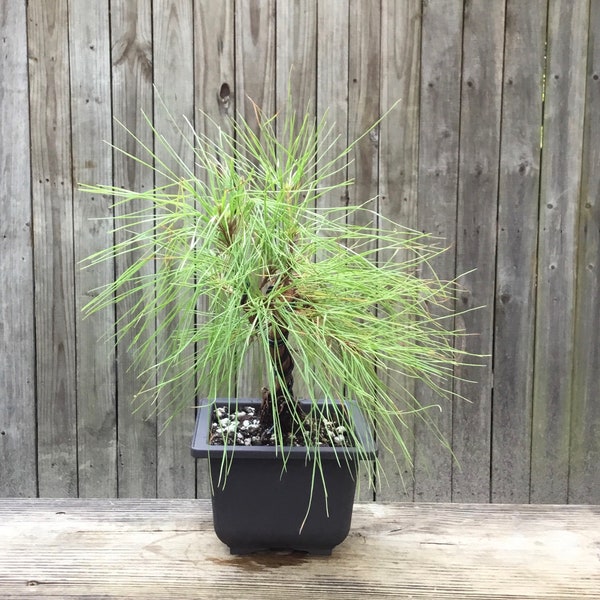 Bonsai tree - improved Slash Pine in a black 6 inch plastic pot