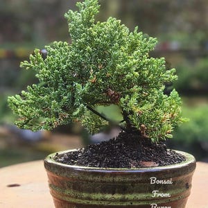 Bonsai Juniper Bonsai tree in a Green oval glazed ceramic 6”pot