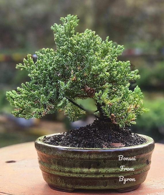 Bonsai Juniper Bonsai Tree in a Green Oval Glazed Ceramic 6”pot - Etsy