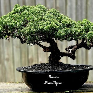 Bonsai Tree - Etsy