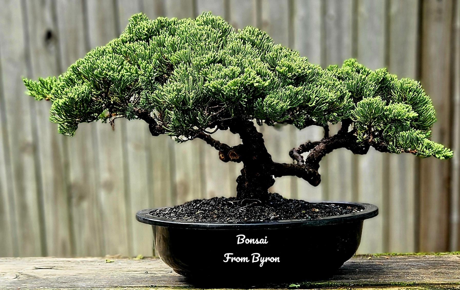 Old Procumbens Nana Bonsai Tree - Japanese Juniper - Etsy
