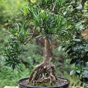 thai bonsai Thai Maple Bonsai (2003) – Bonsai at The Bay main image 0