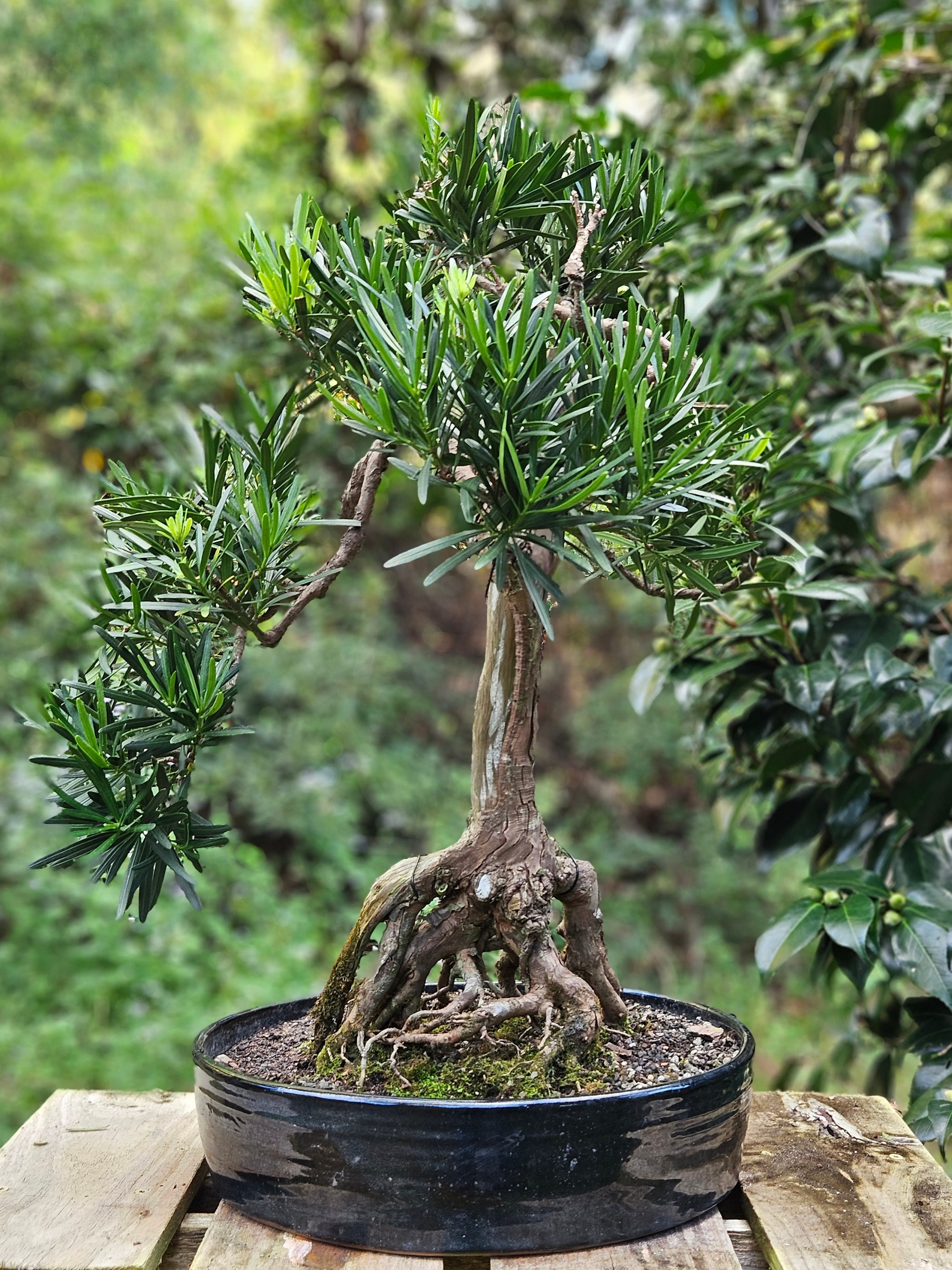 Podocarpus or Buddhist Pine Bonsai Tree in Handmade Ceramic Pot - Etsy