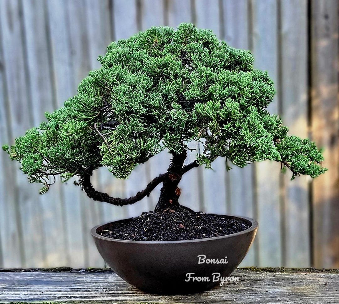 25-year-old Procumbens Nana Bonsai Tree, Japanese Juniper - Etsy