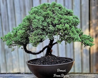 Starter (2-3) Yr Old Bonsai- Juniper Procumbens Nana - Etsy