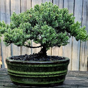 May include: A small juniper bonsai tree with dense, vibrant green needle-like foliage and a dark, textured trunk. The tree is planted in a round, glazed ceramic pot featuring a deep green and brown mottled finish with horizontal ridges.