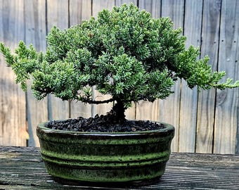 May include: A small juniper bonsai tree with dense, vibrant green needle-like foliage and a dark, textured trunk. The tree is planted in a round, glazed ceramic pot featuring a deep green and brown mottled finish with horizontal ridges.