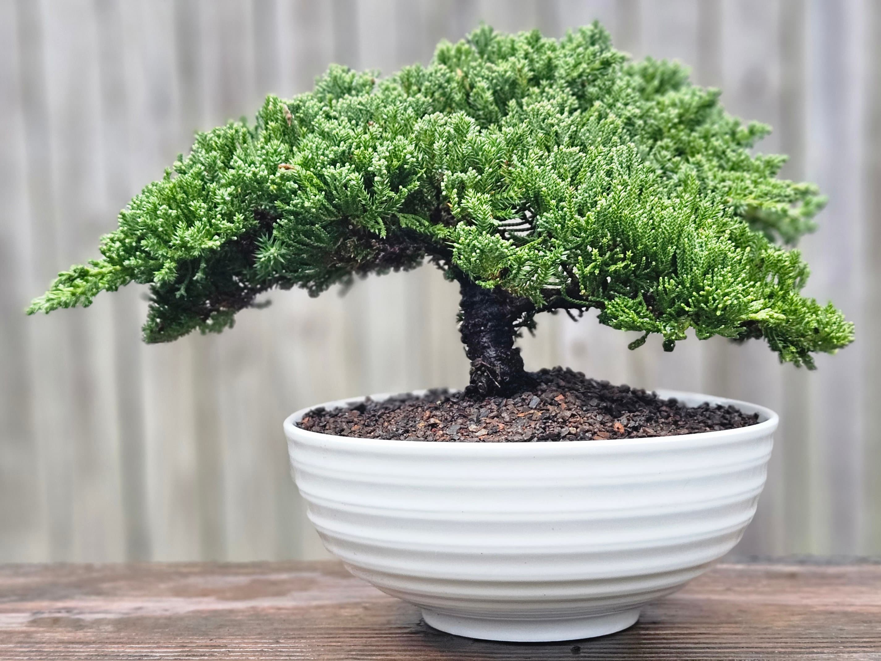 Bonsai Japanese Juniper Bonsai Tree in a White Glazed