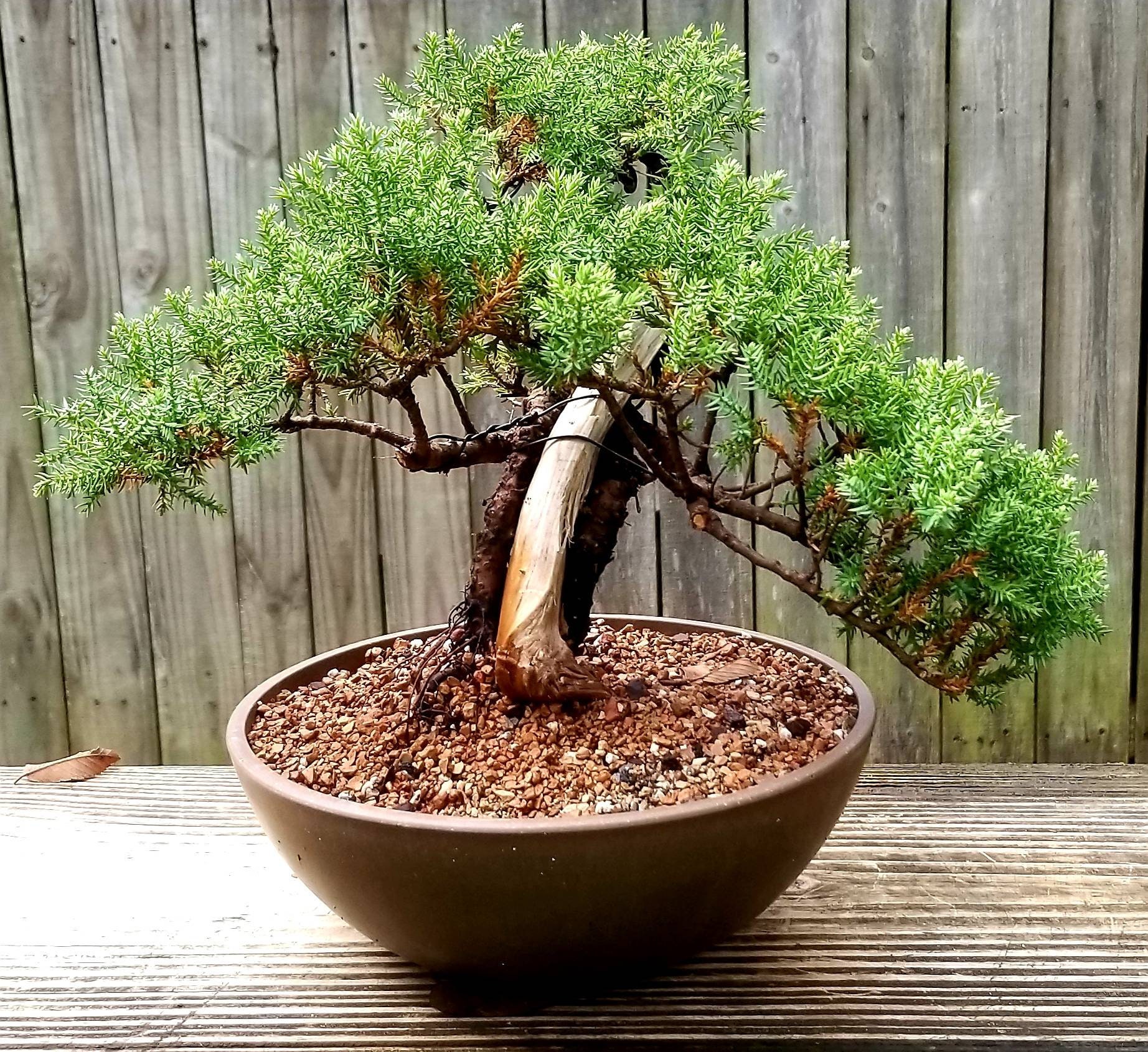 Genévrier bonzai bonsai Japonais Chinois Chine Japon orient orient