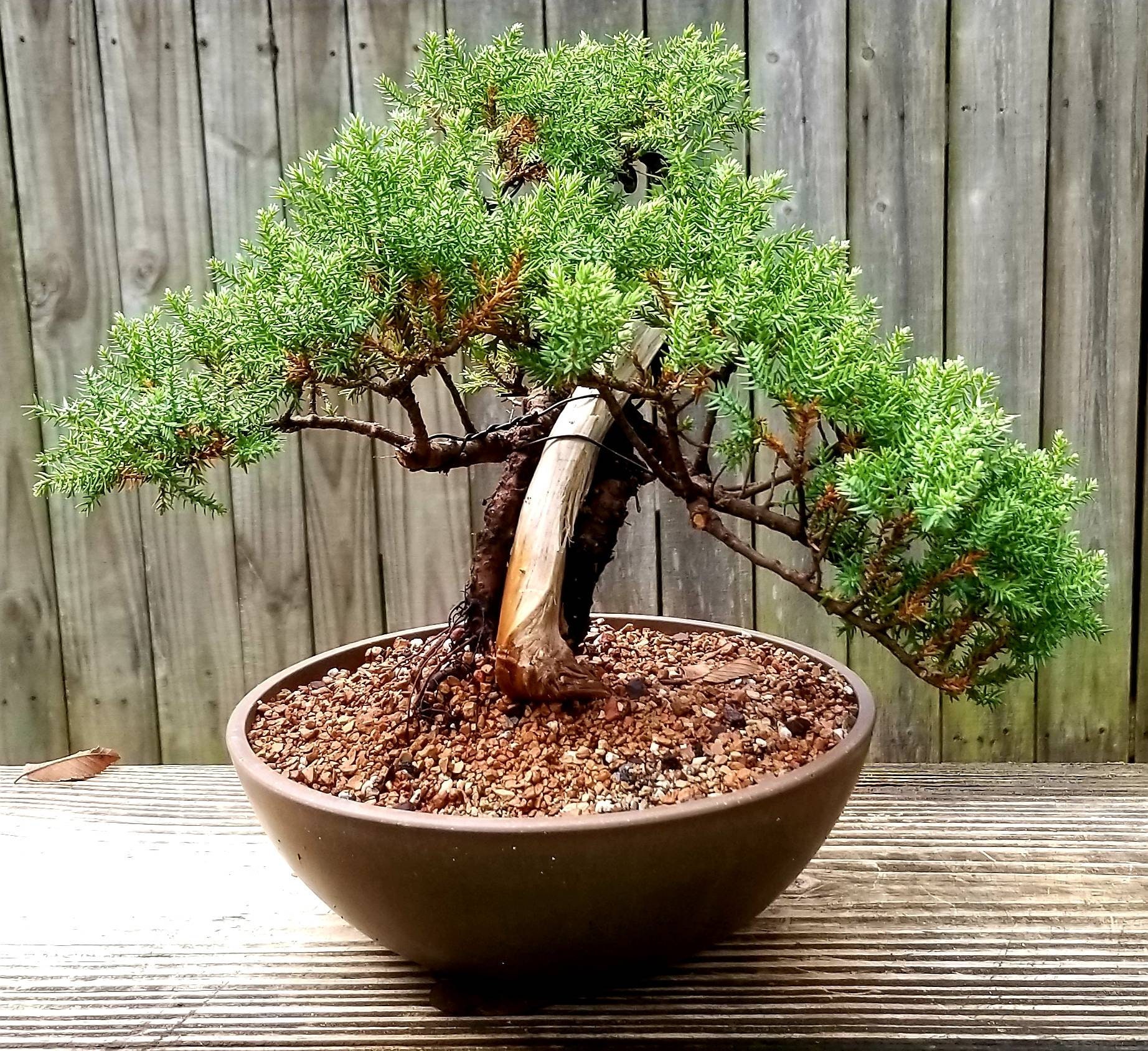 Bonsai Tanuki Japanese Juniper Tree in a 8 Inch Unglazed Heavy Duty Plastic  Pot. Cedar Deadwood. - Etsy