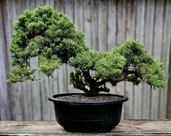 Old Procumbens Nana Bonsai Tree, 30 Year Japanese Juniper - Etsy