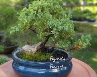 Bonsai Juniper Bonsai tree in a Blue oval glazed ceramic 6”pot