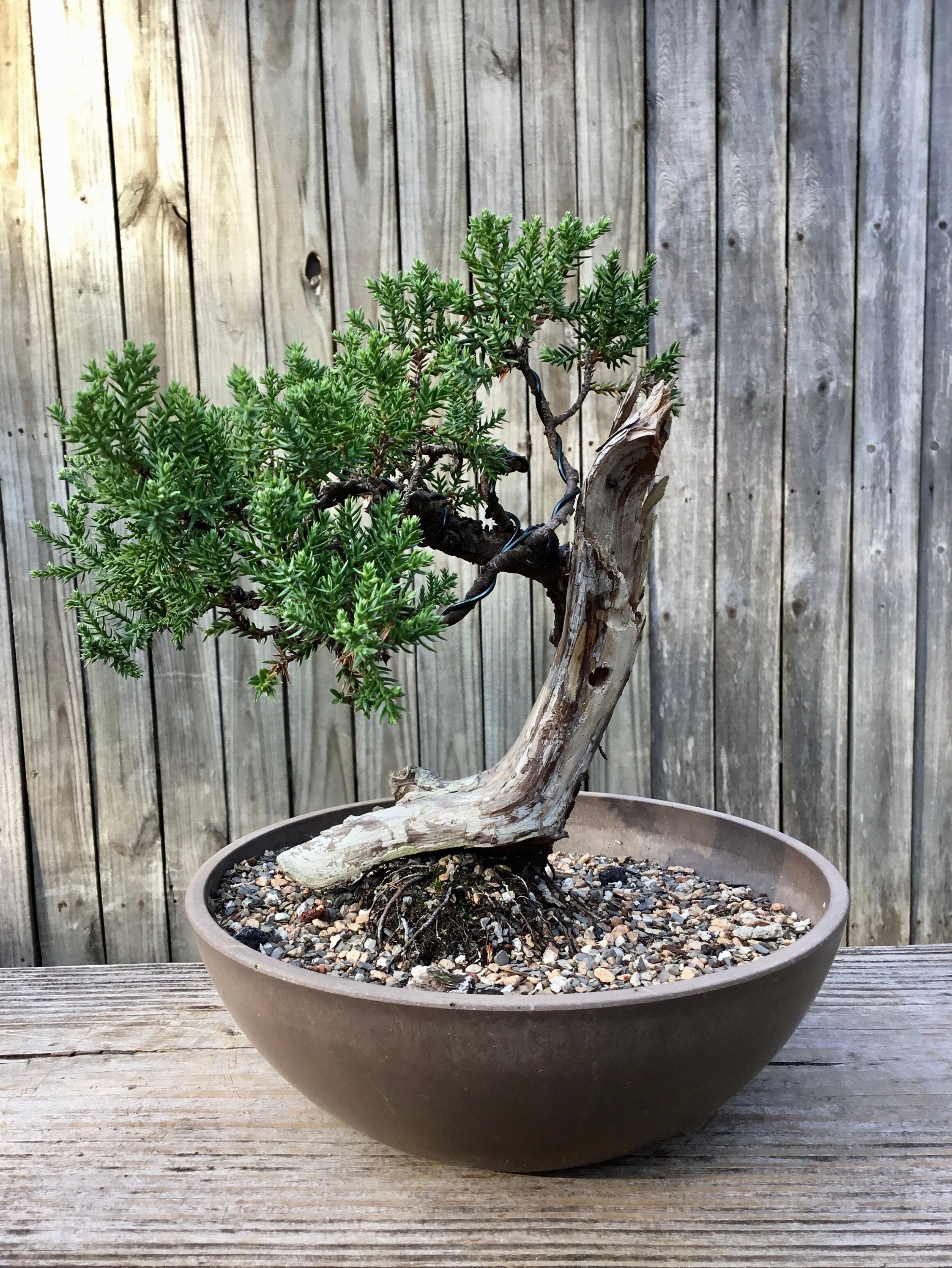 Bonsai Juniperus stabilizzato