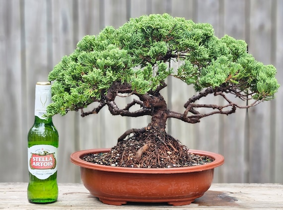 Procumbens Nana Juniper Bonsai Tree, 18-Year-Old Gnarly Trunk