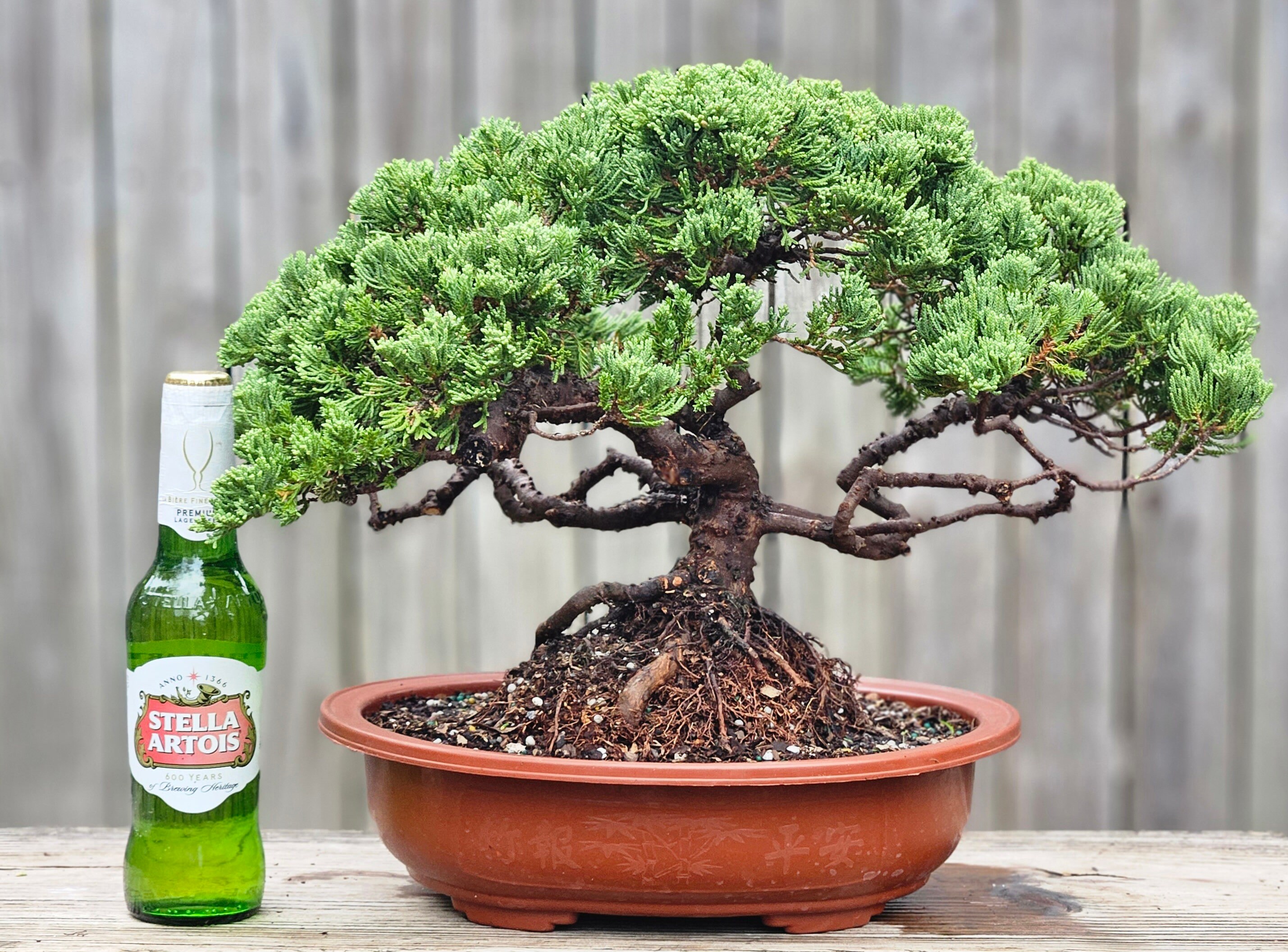 thumbnail image 2 of Juniper Bonsai Tree – Small Juniper Procumbens Nana, 3 Years Old, 5-6" Tall 2 of 5