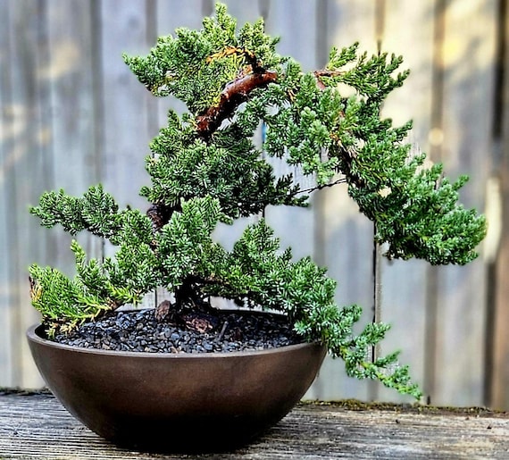 lorbeer bonsai Lavender Star Bonsai Tree main image 0