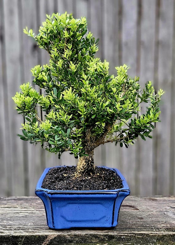 indoor plant presents Thank You Gift | Plant Gifts