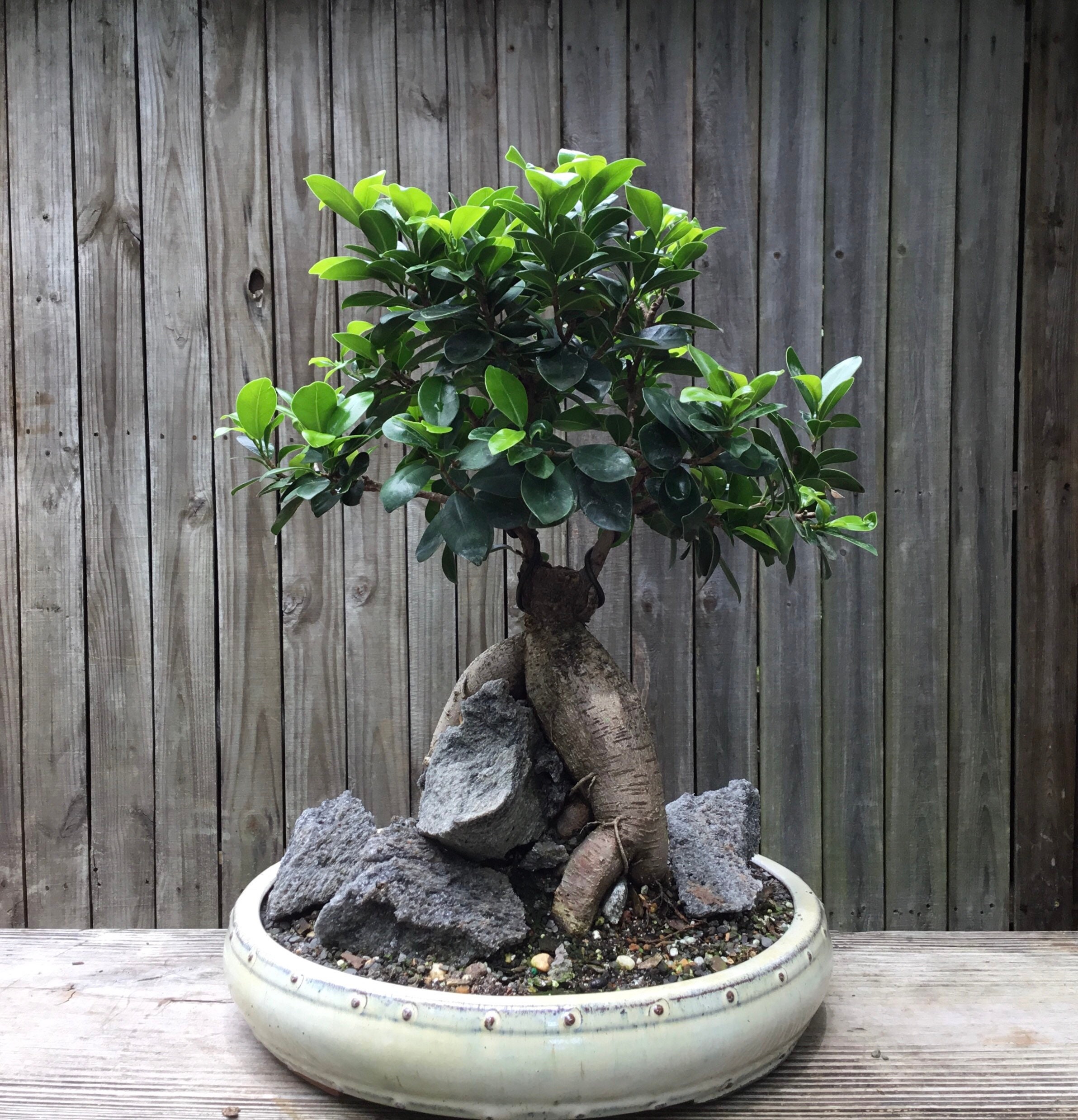 Bonsai tree Golden Gate Ficus with Aerial Roots in a White Etsy
