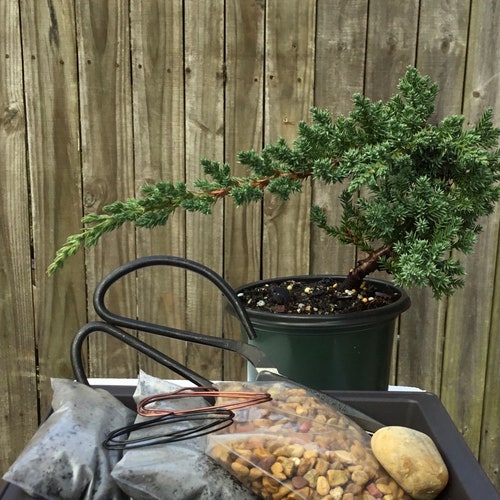 Bonsai Tree Seed Starter Kit Grow 4 Bonsai Trees From Seeds. Etsy