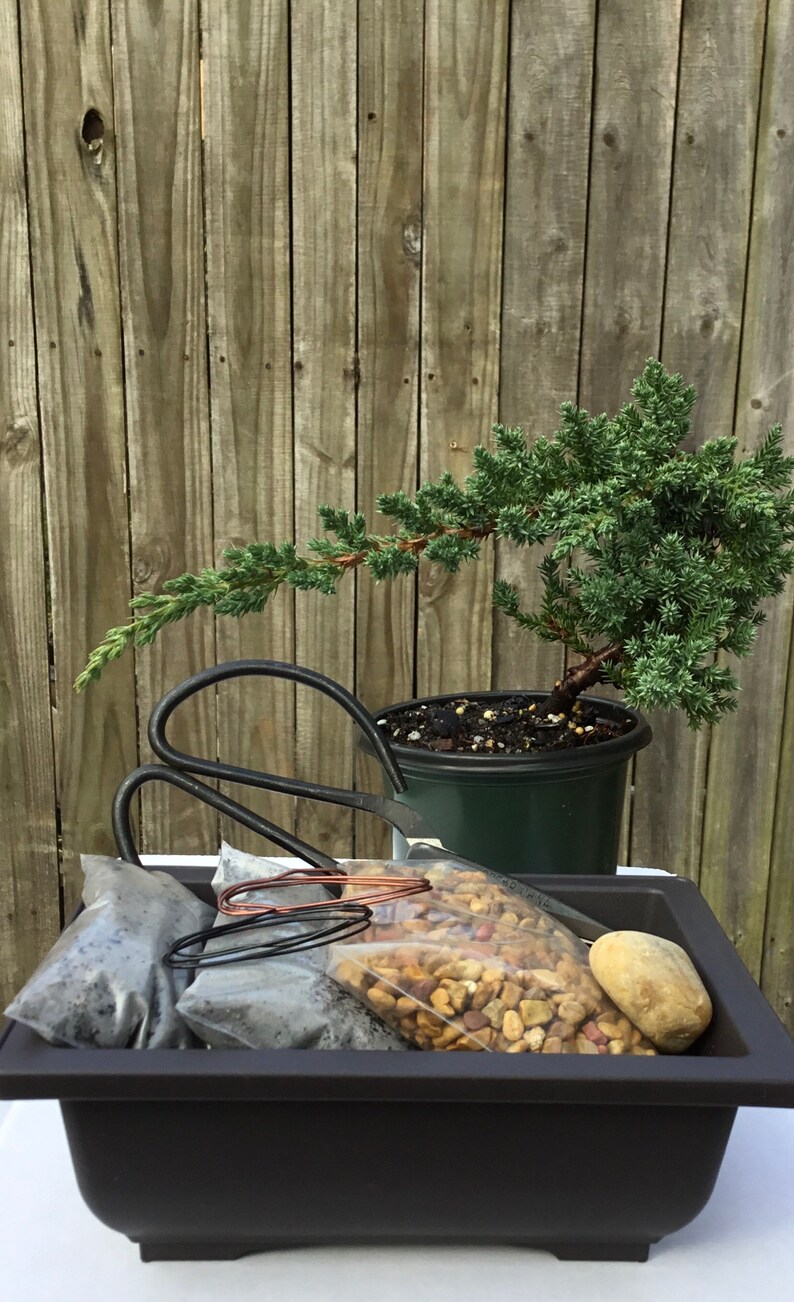Juniper Bonsai Tree Kit 4 year old prebonsai Etsy