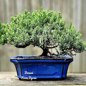 May include: A vibrant green bonsai tree in a deep blue rectangular pot. The tree has a full, textured canopy. The pot has the text "Bonsai From Byron" in white. The background is a blurred wooden surface.