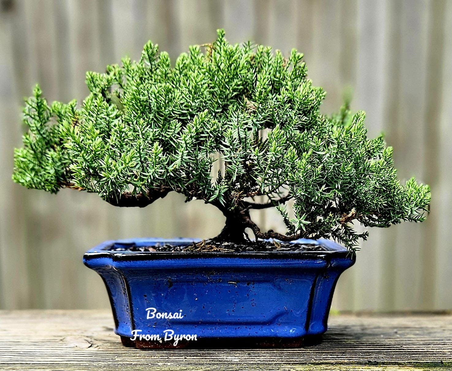 レザー盆栽　ダークブラウン　leather BONSAI No.01 Dwarf Banyan Modern Bonsai | The Bonsai Shop – Dandy Farmer