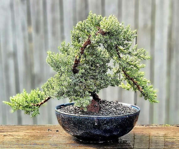 Japanese Juniper Bonsai Tree in 7
